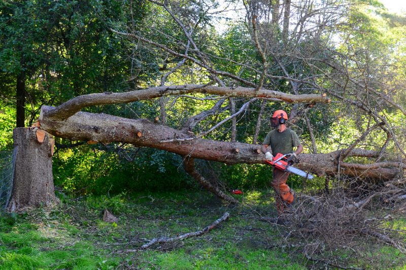 Commercial Property Tree Cleanup