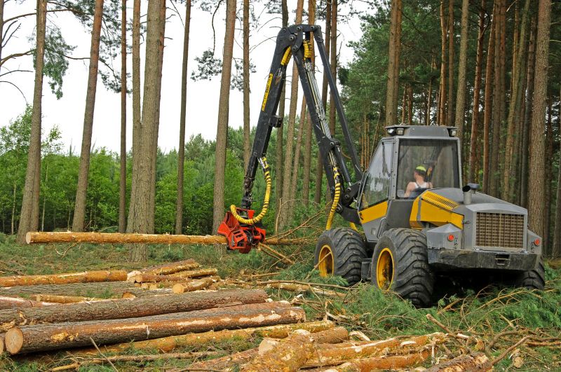 Tree Removal Equipment in Use