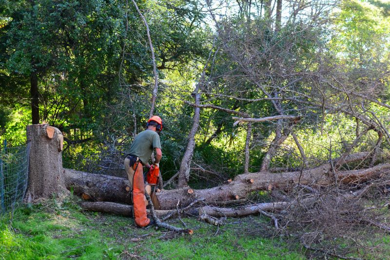Spring Tree Removals