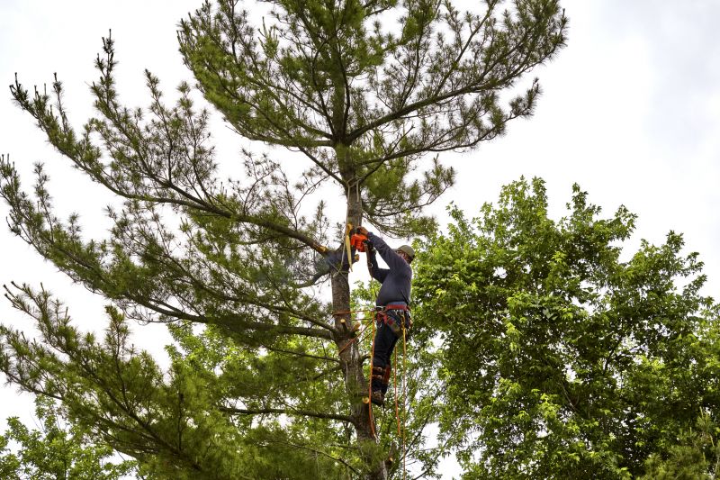 Tree Felling Technique