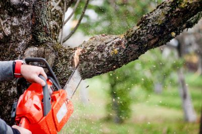 Tree Cutting and Felling