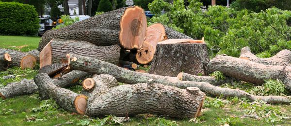 Large Tree Removal in Gilbert