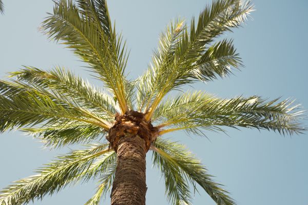 Palm Tree Removal in Gilbert