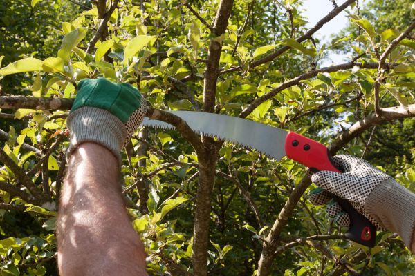 Small Tree Removal in Gilbert