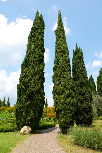 Cost of Cypress Tree Removal in Gilbert
