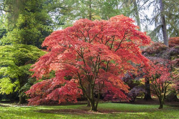 Cost of Maple Tree Removal in Gilbert