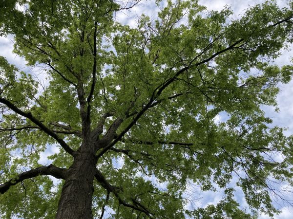 Cost of Oak Tree Removal in Gilbert