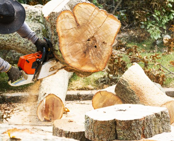 Tree Removal Service in Gilbert