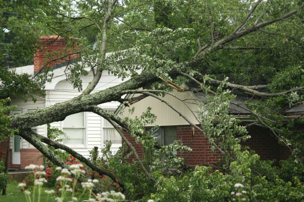 Emergency Tree Removal in Gilbert