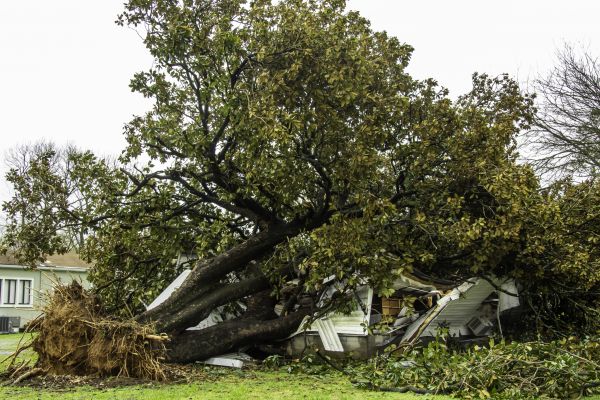 Fallen Tree Removal in Gilbert