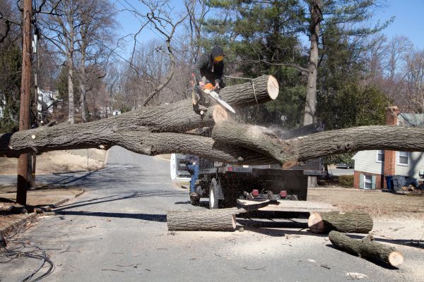 Cost of Residential Tree Removal in Gilbert