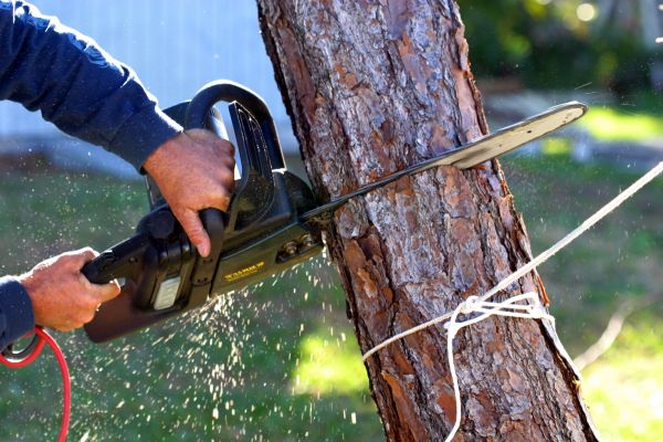 Dead Tree Removal in Gilbert